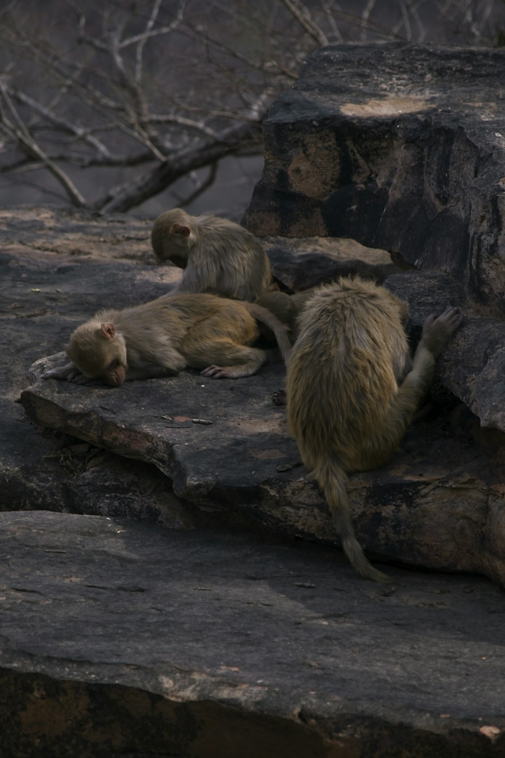 a group of monkeys sitting on top of a rock