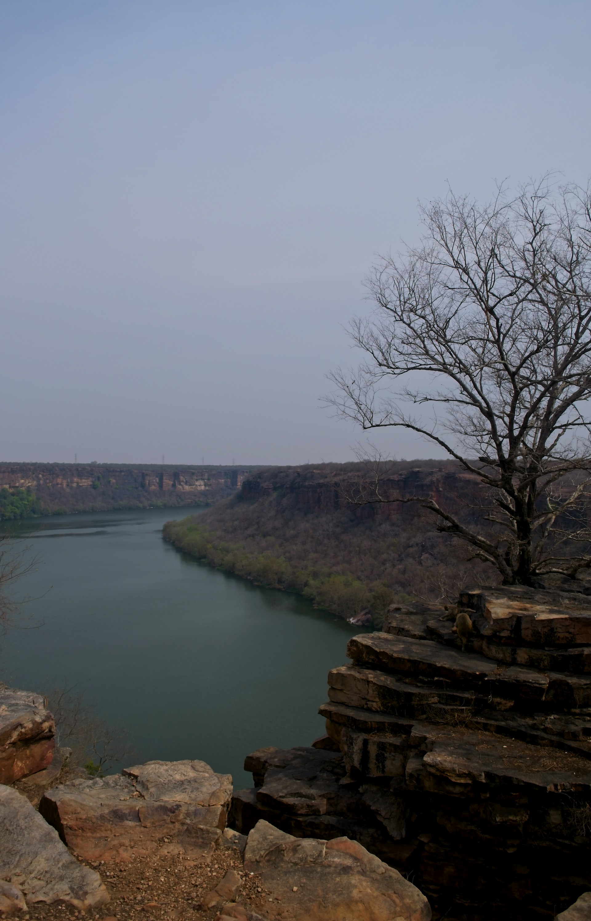 a lone tree on a cliff overlooking a river
