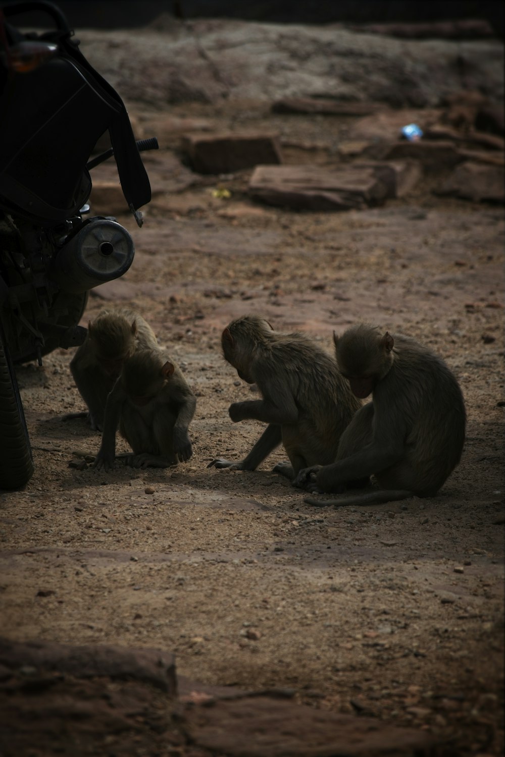 a group of monkeys sitting on top of a dirt field