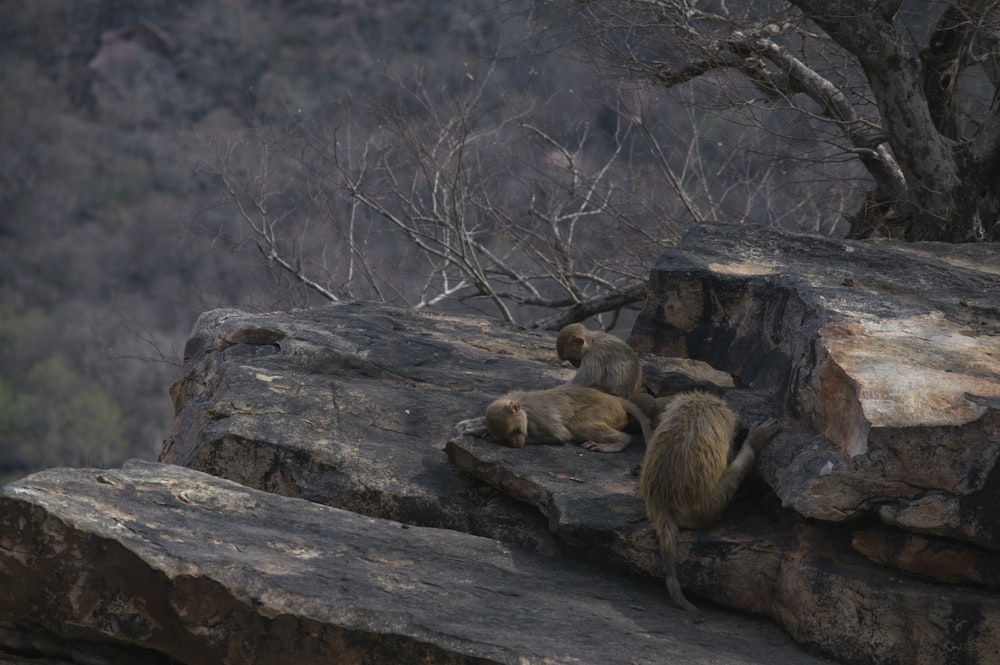 a group of monkeys sitting on top of a large rock
