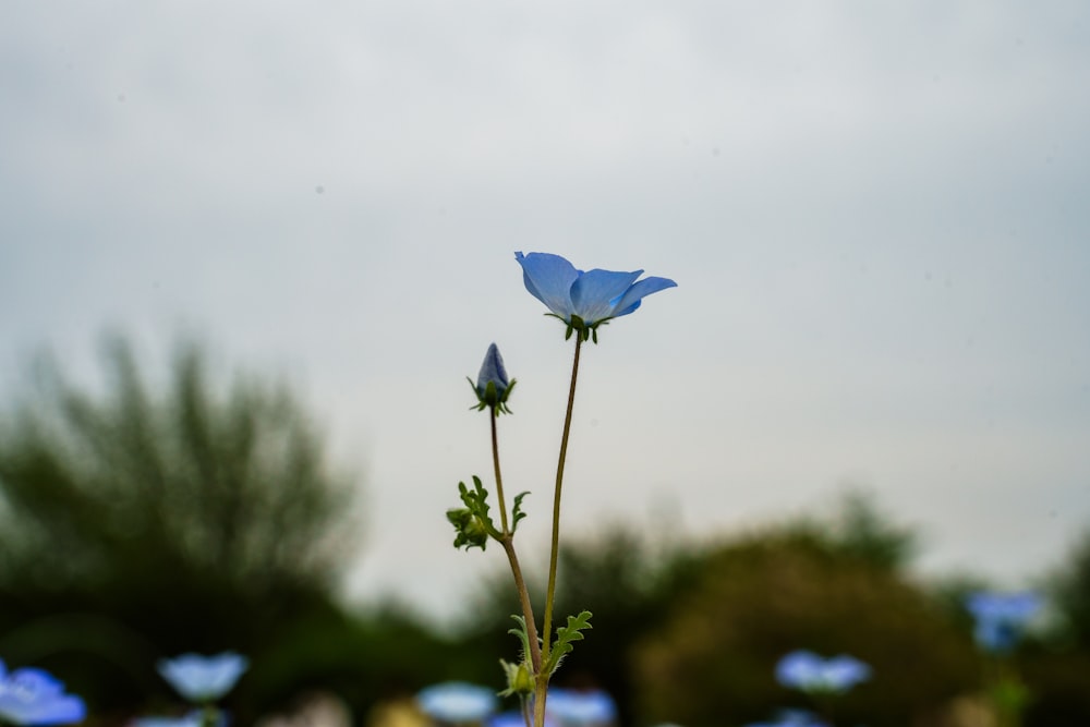 a single blue flower is in a vase