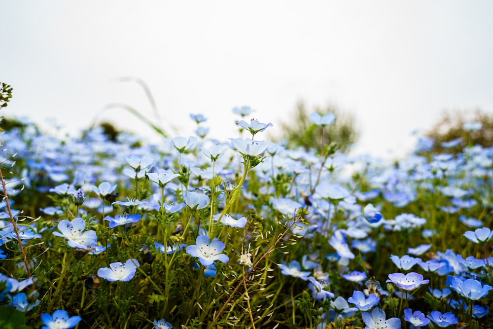 a field full of blue flowers on a sunny day