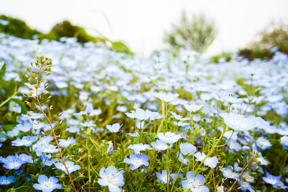 a field full of blue flowers on a sunny day