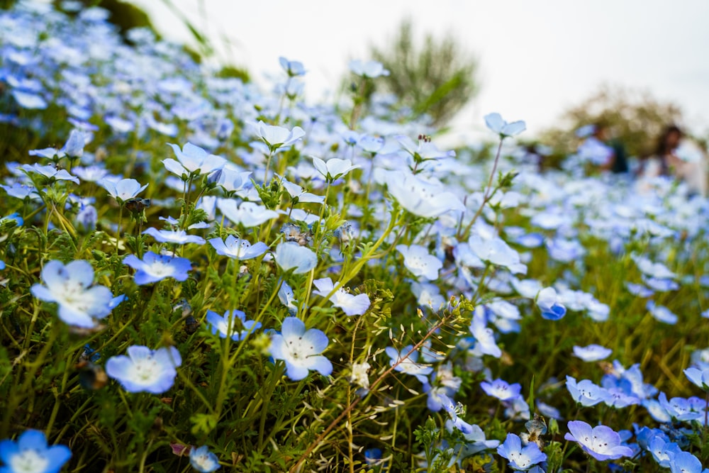 a field full of blue flowers on a sunny day