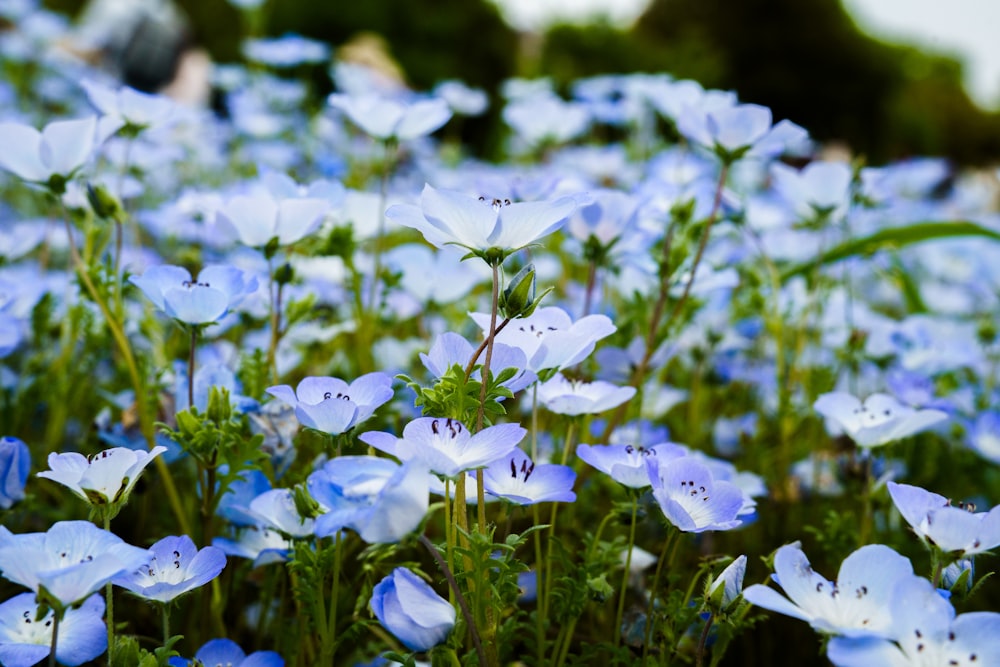 a bunch of blue flowers that are in the grass