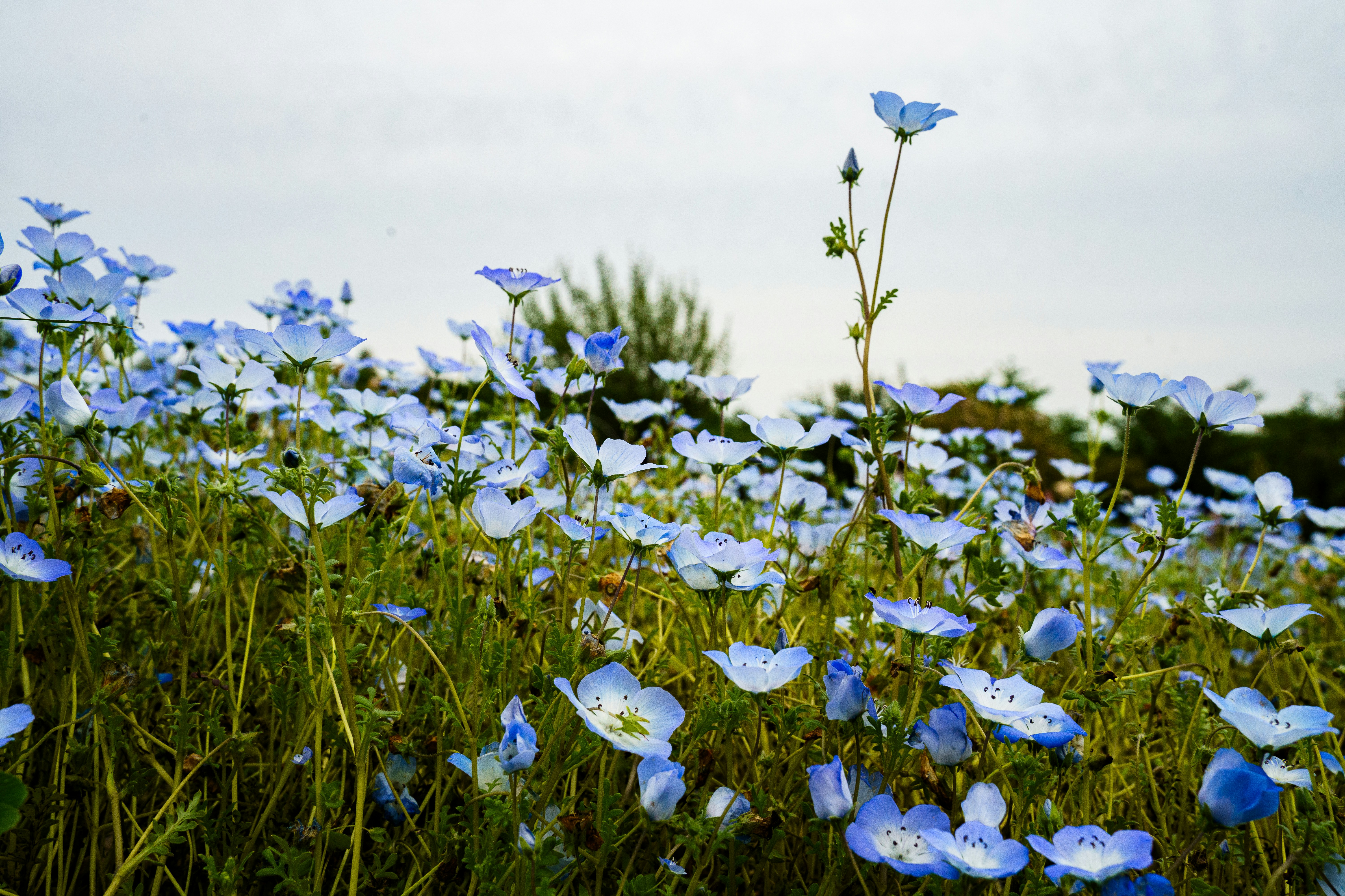 Photo by kent_shimazaki