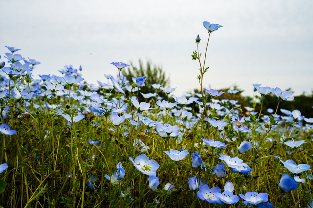 a field full of blue flowers on a cloudy day