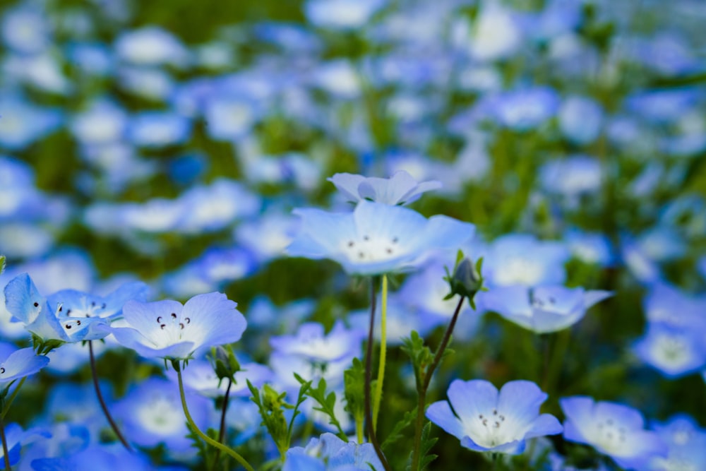 a bunch of blue flowers that are in the grass