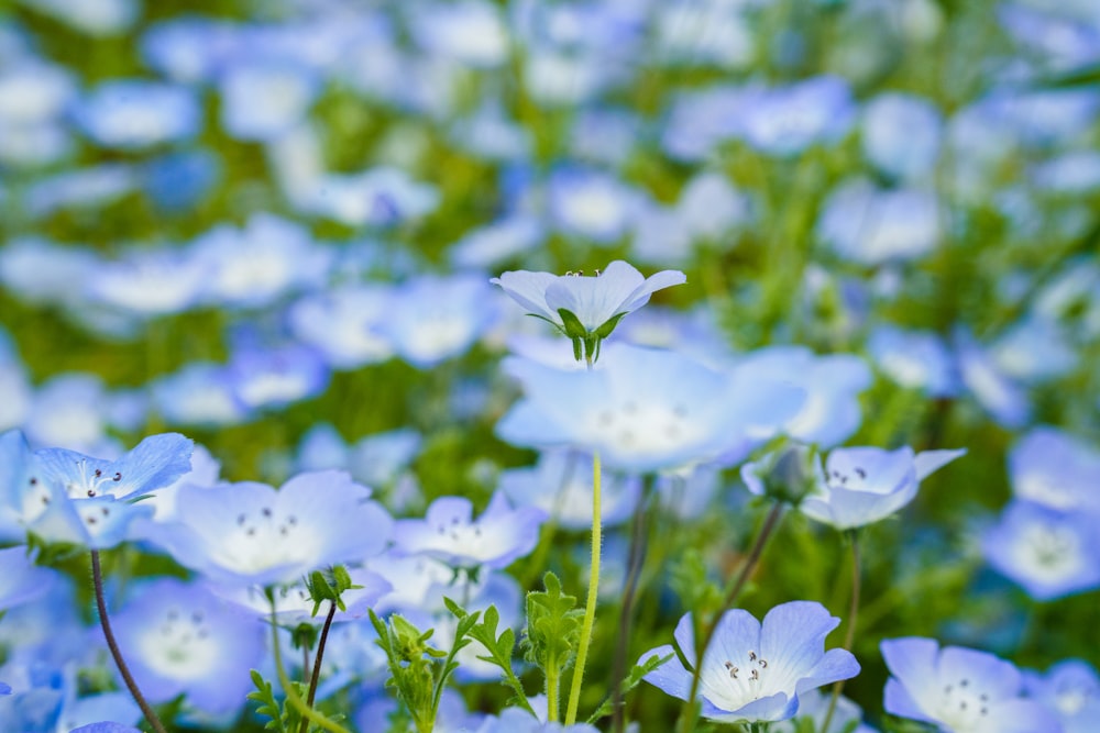 a field full of blue and white flowers