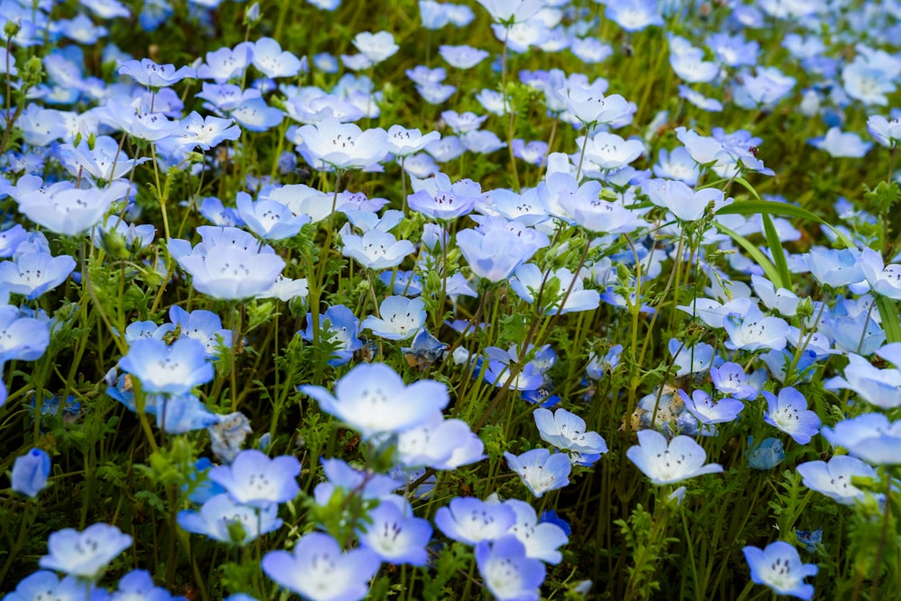 a bunch of blue flowers that are in the grass