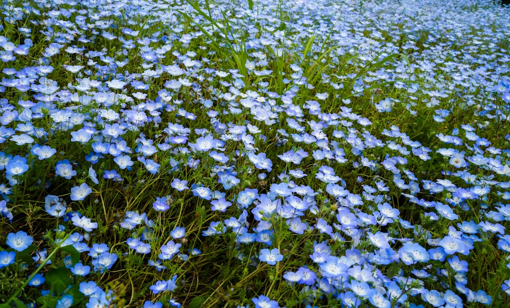 a bunch of blue flowers that are in the grass