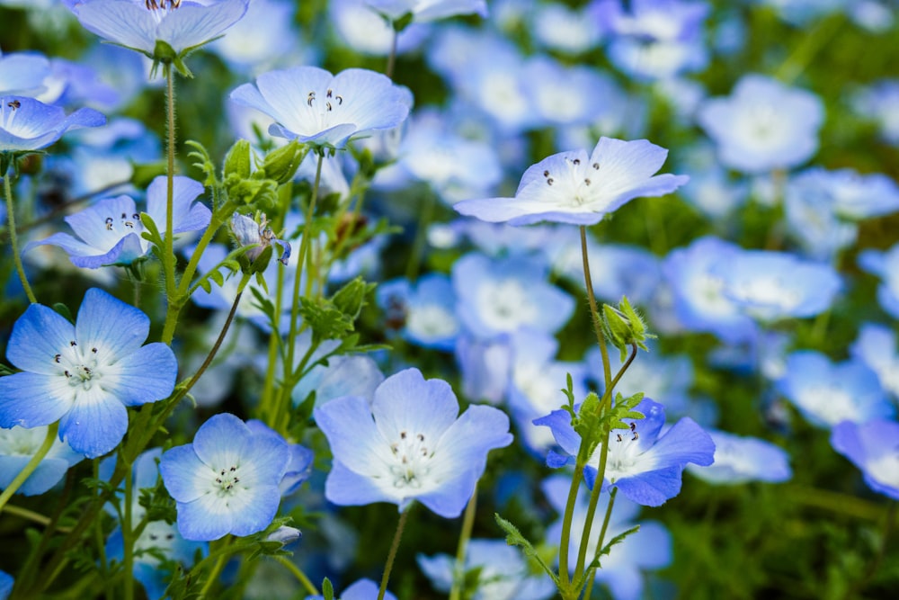 a bunch of blue flowers that are in the grass