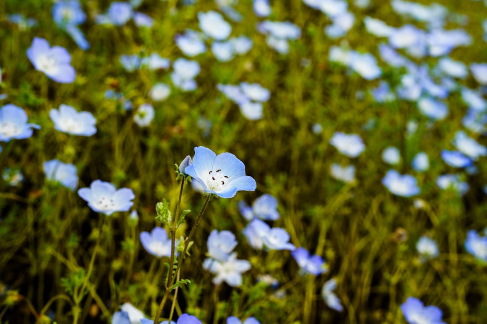 a field full of blue flowers with green stems