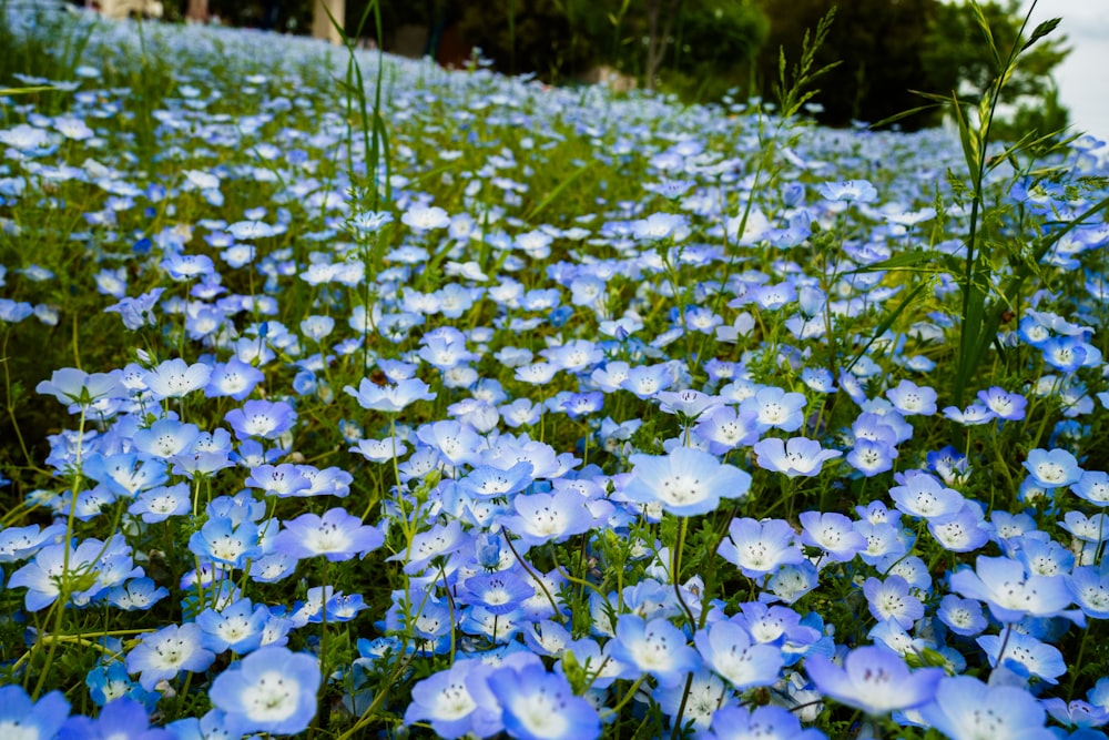 a field full of blue flowers next to a forest