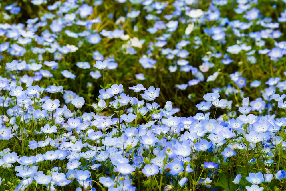 a bunch of blue flowers that are in the grass