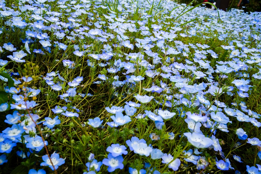 a bunch of blue flowers that are in the grass