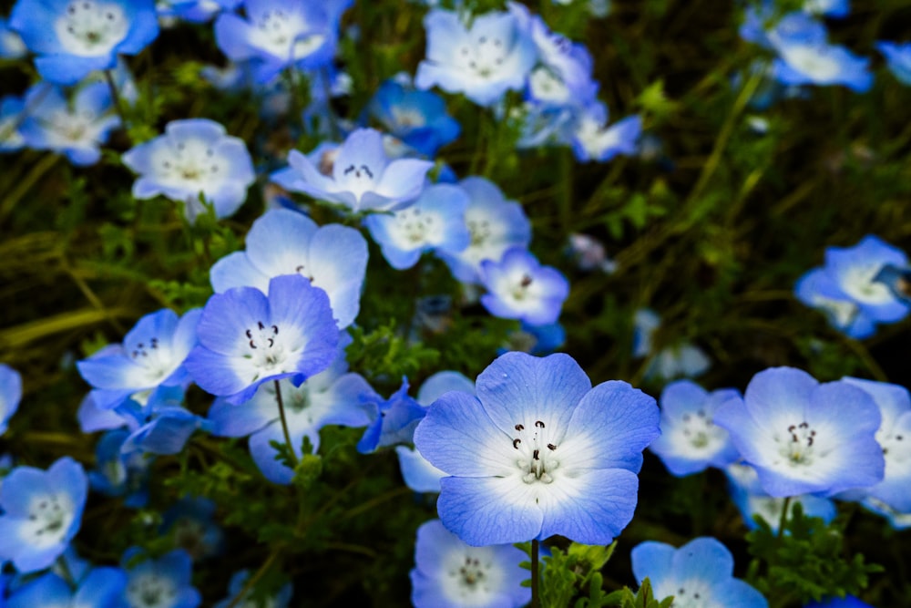 a bunch of blue flowers that are in the grass