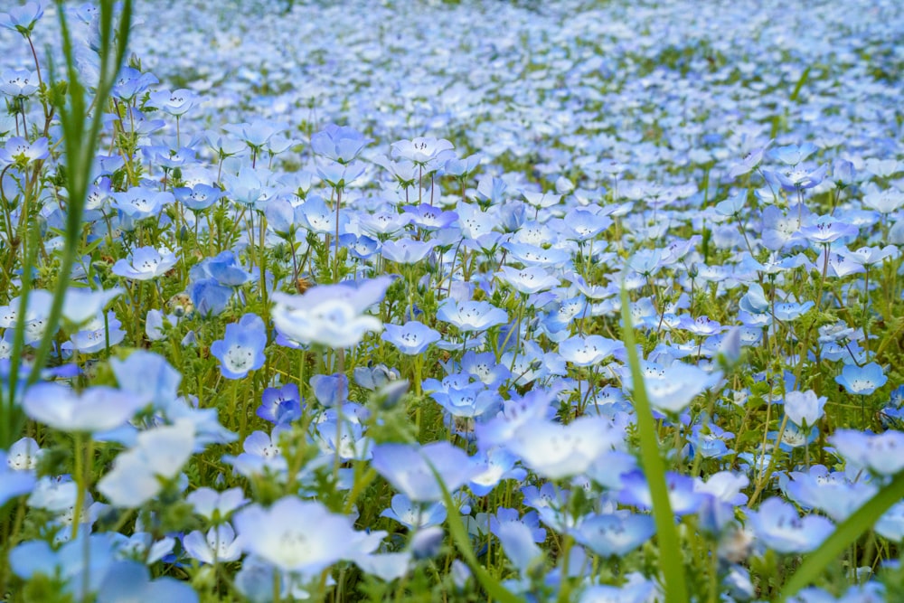 a field full of blue flowers and green grass