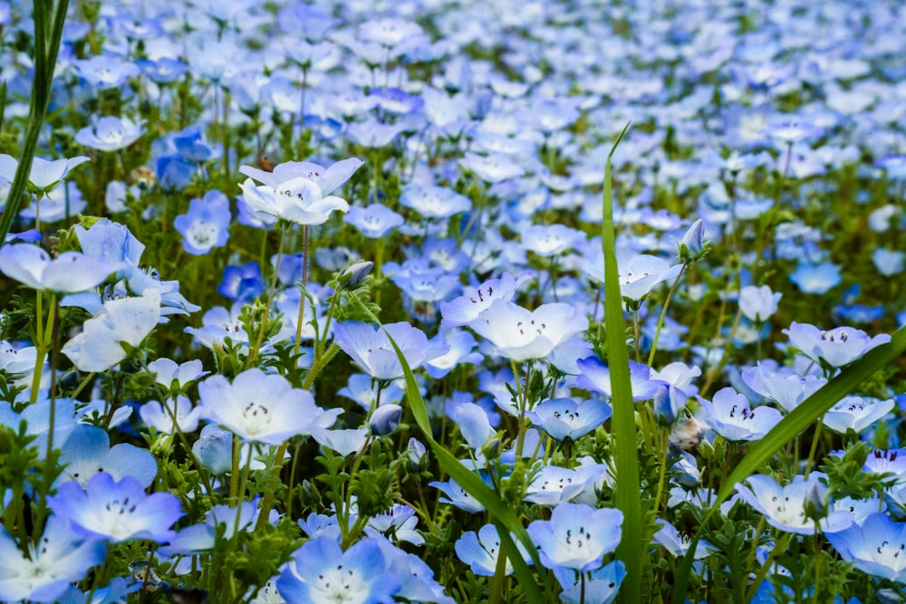 a field of blue flowers with green stems