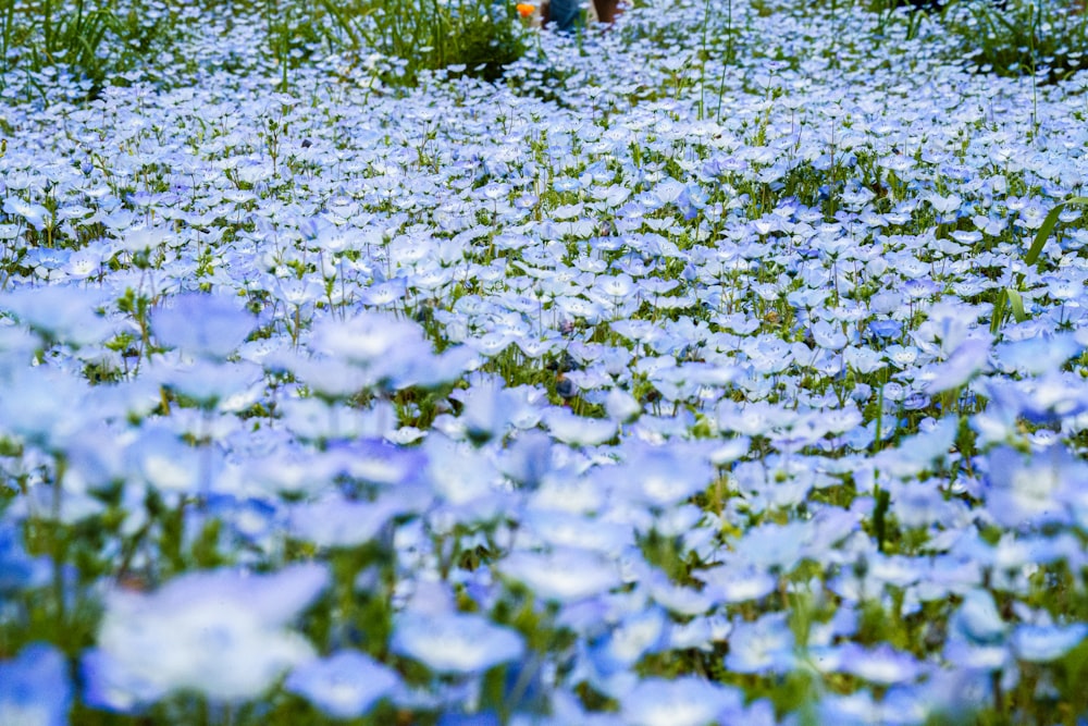 a field full of blue flowers with people in the background