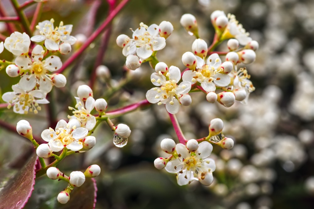 a close up of some white flowers on a tree