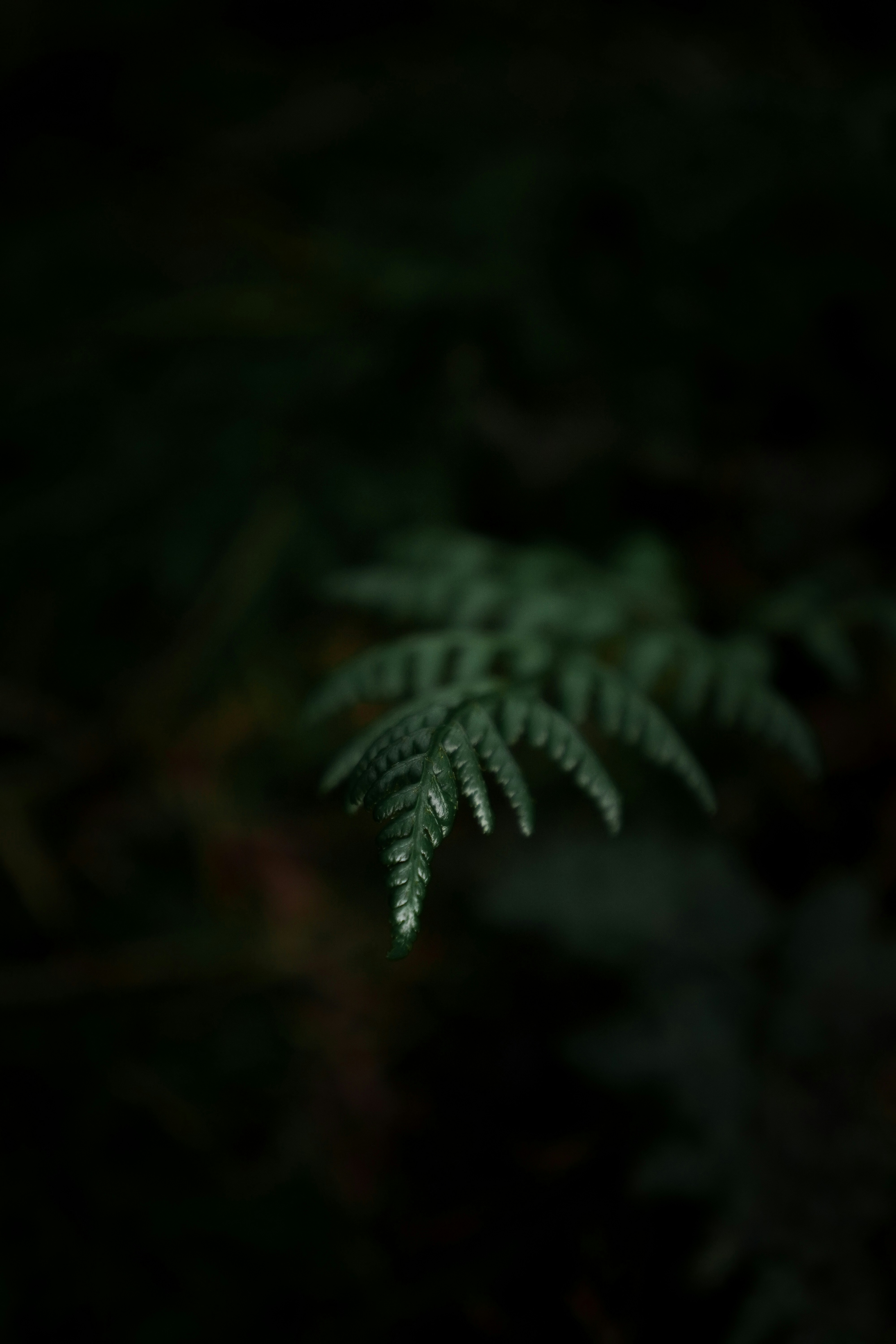 a close up of a fern leaf in the dark