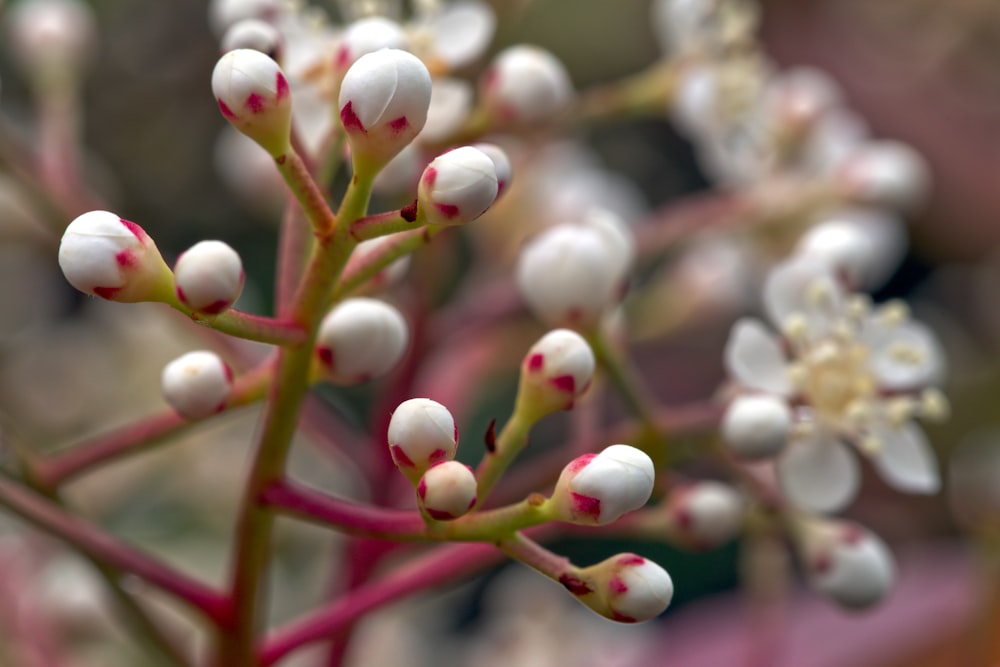 a close up of a plant with white flowers