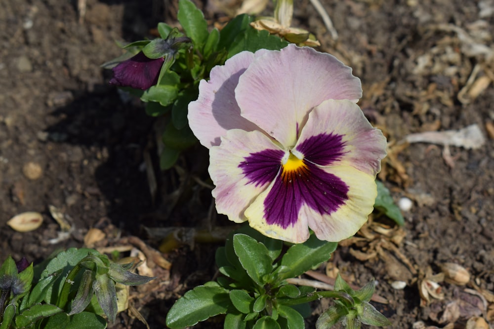 a purple and yellow flower sitting in the dirt