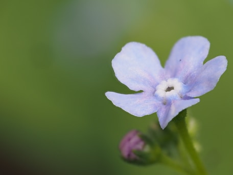 a close up of a blue flower with a blurry background