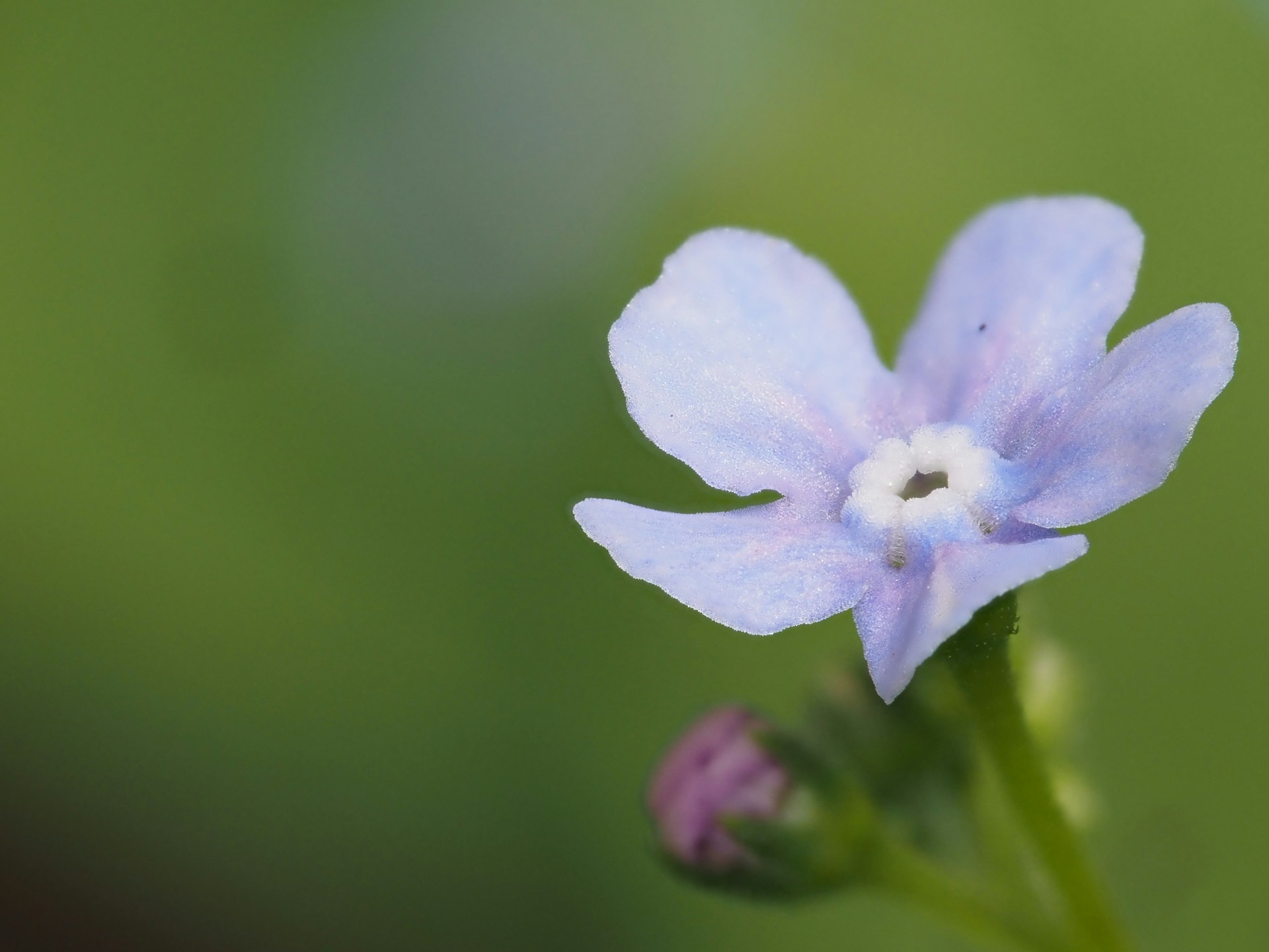 a close up of a blue flower with a blurry background