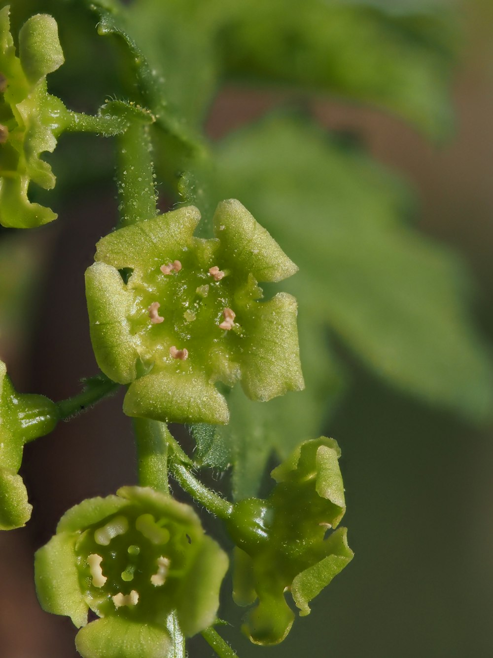 a close up of a plant with green leaves