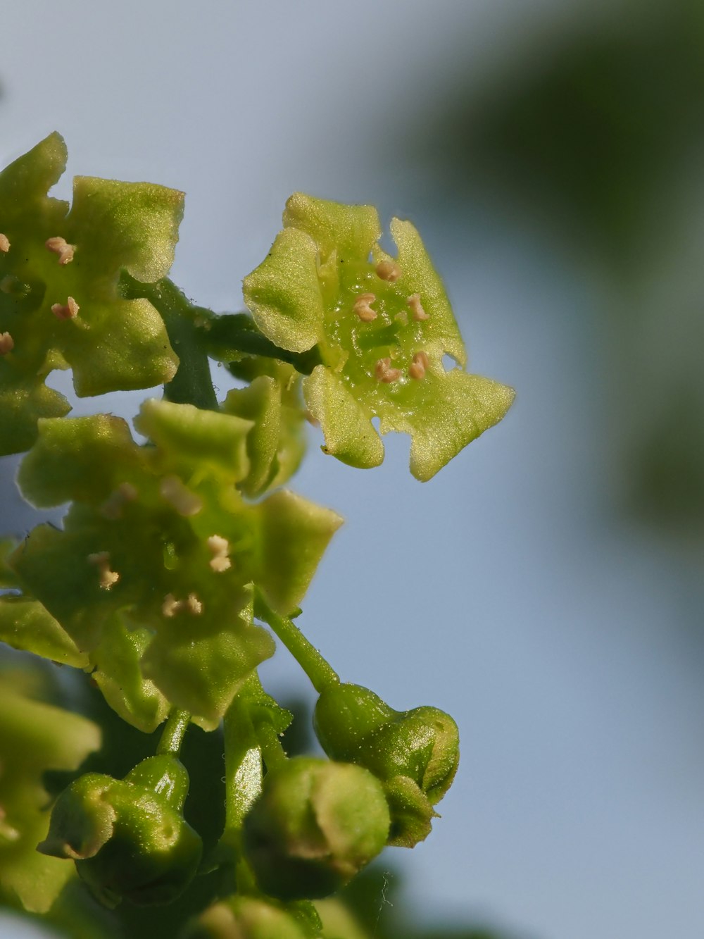 um close up de uma flor verde em uma árvore