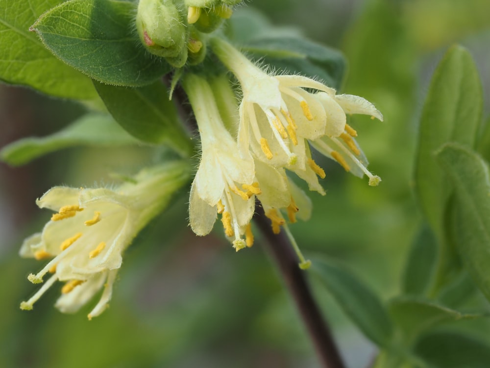 a close up of a plant with yellow flowers