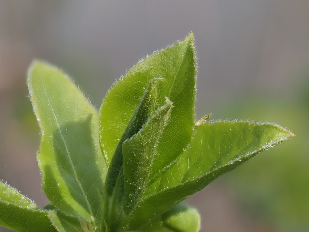 a close up of a green leaf with a blurry background