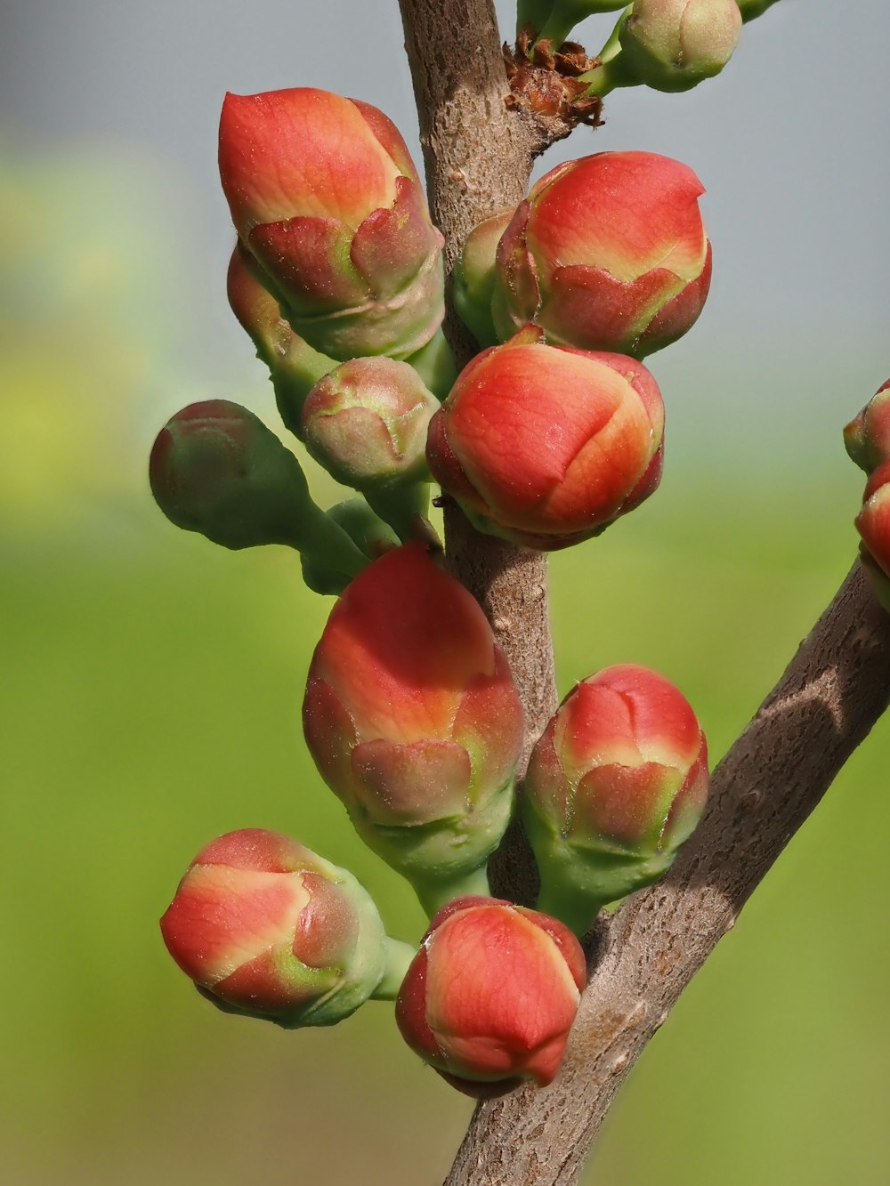 the buds of a tree are starting to open