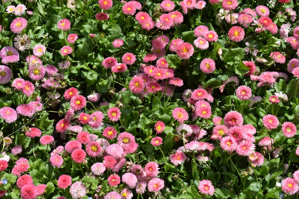 a field of pink flowers with green leaves