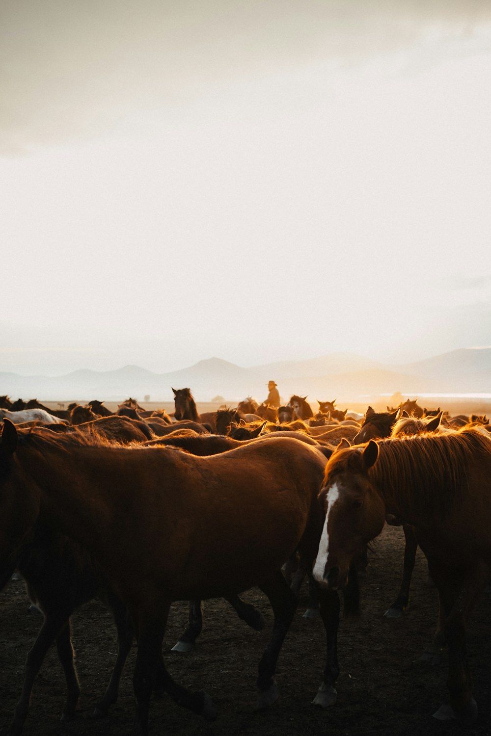 a herd of horses standing next to each other on a field