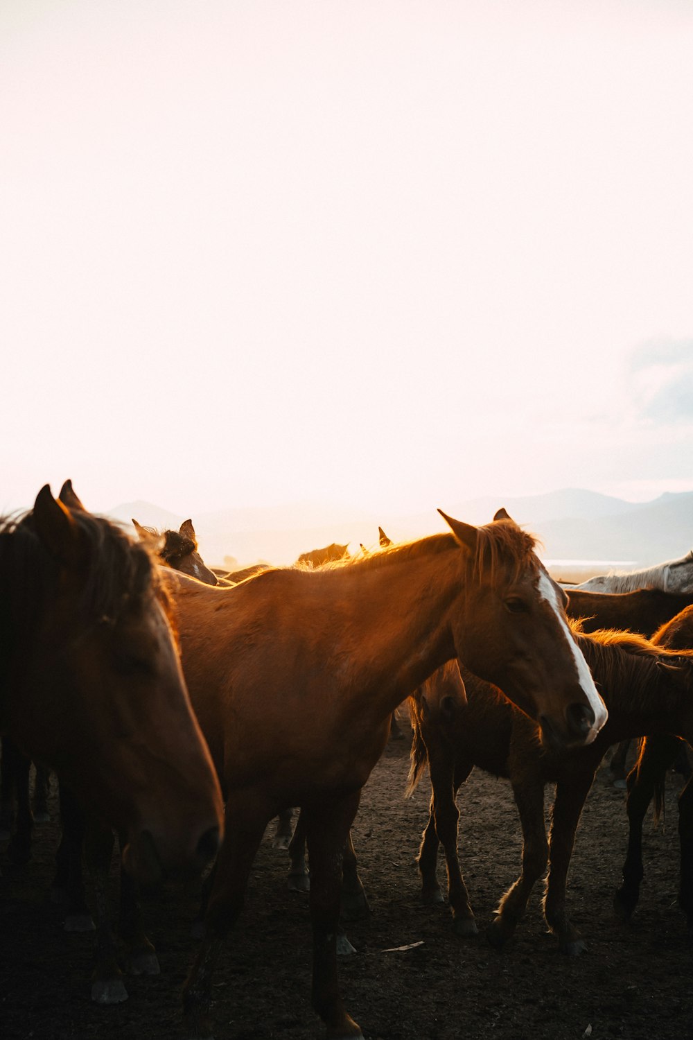 a herd of horses standing next to each other