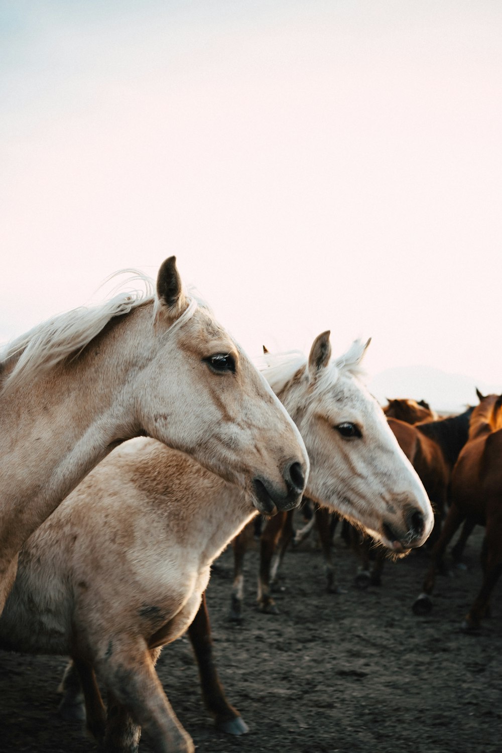 a group of horses standing next to each other