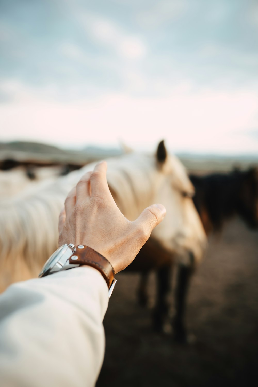 a person holding their hand out to a group of horses