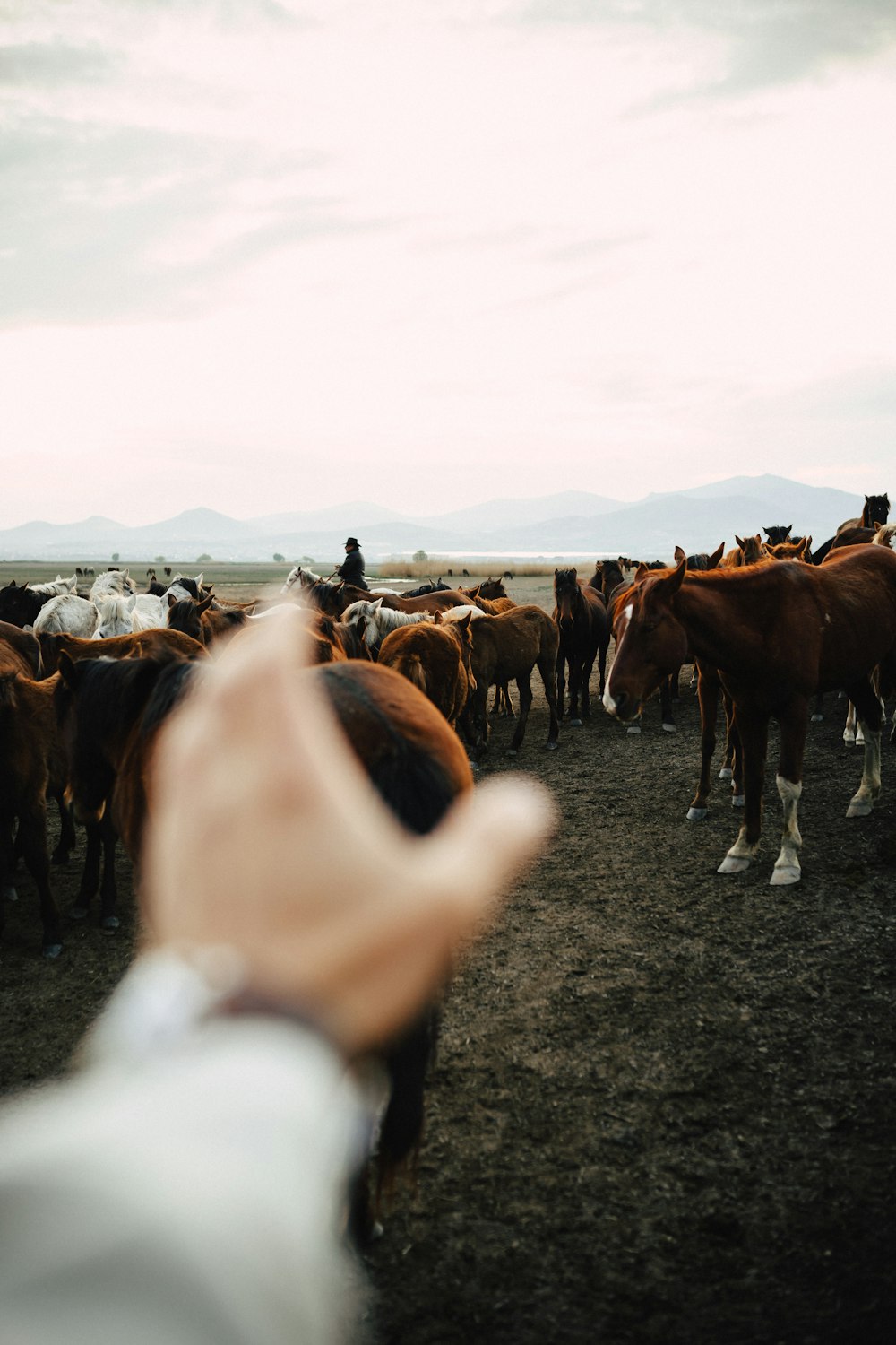 a hand pointing at a herd of horses