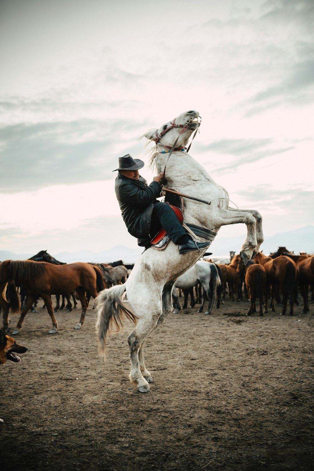 ein Mann, der auf dem Rücken eines weißen Pferdes reitet
