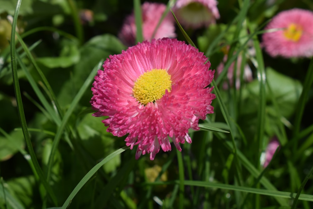 a pink flower with a yellow center surrounded by green grass