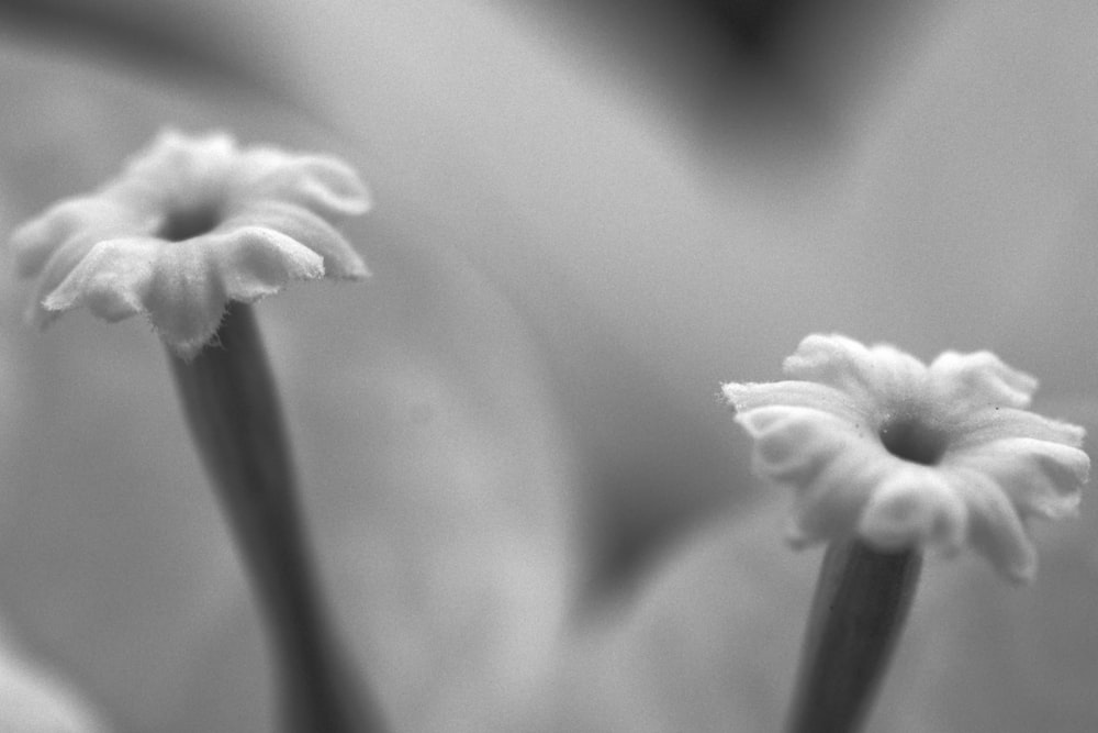 a black and white photo of two flowers