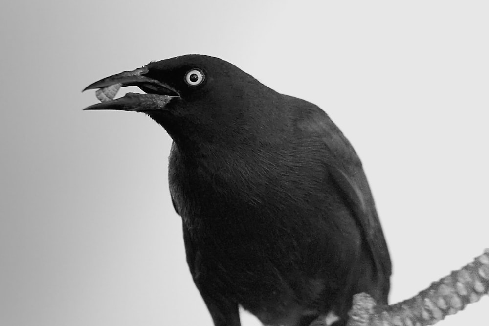 un uccello nero seduto in cima a un ramo d'albero