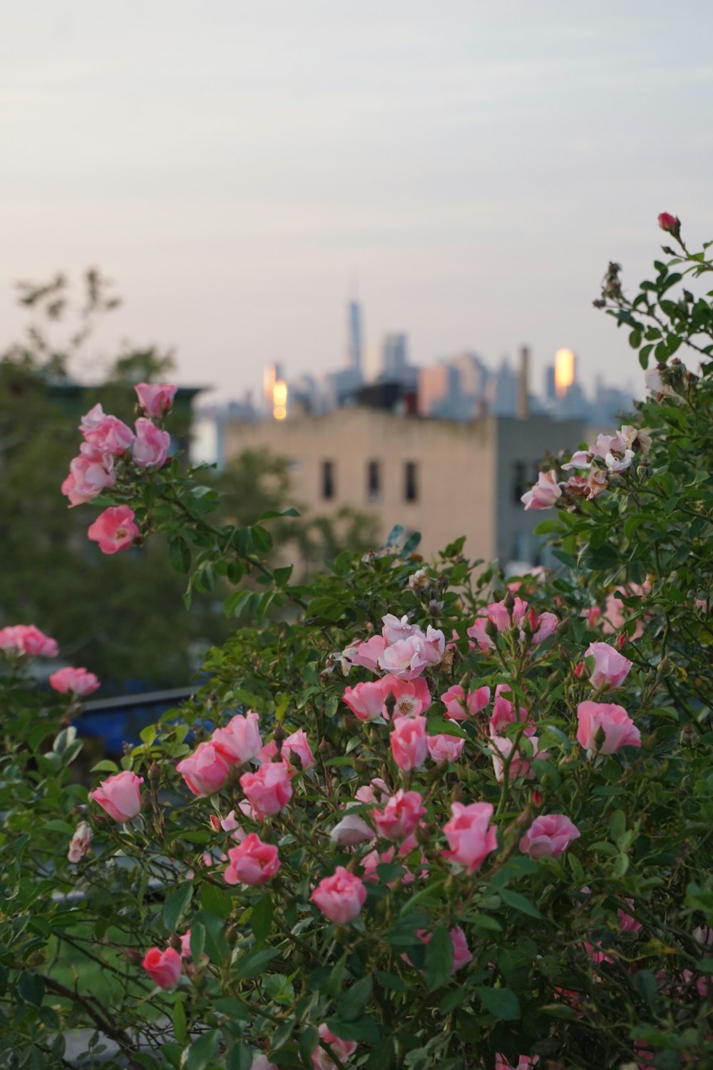 a bush of pink flowers with a city in the background