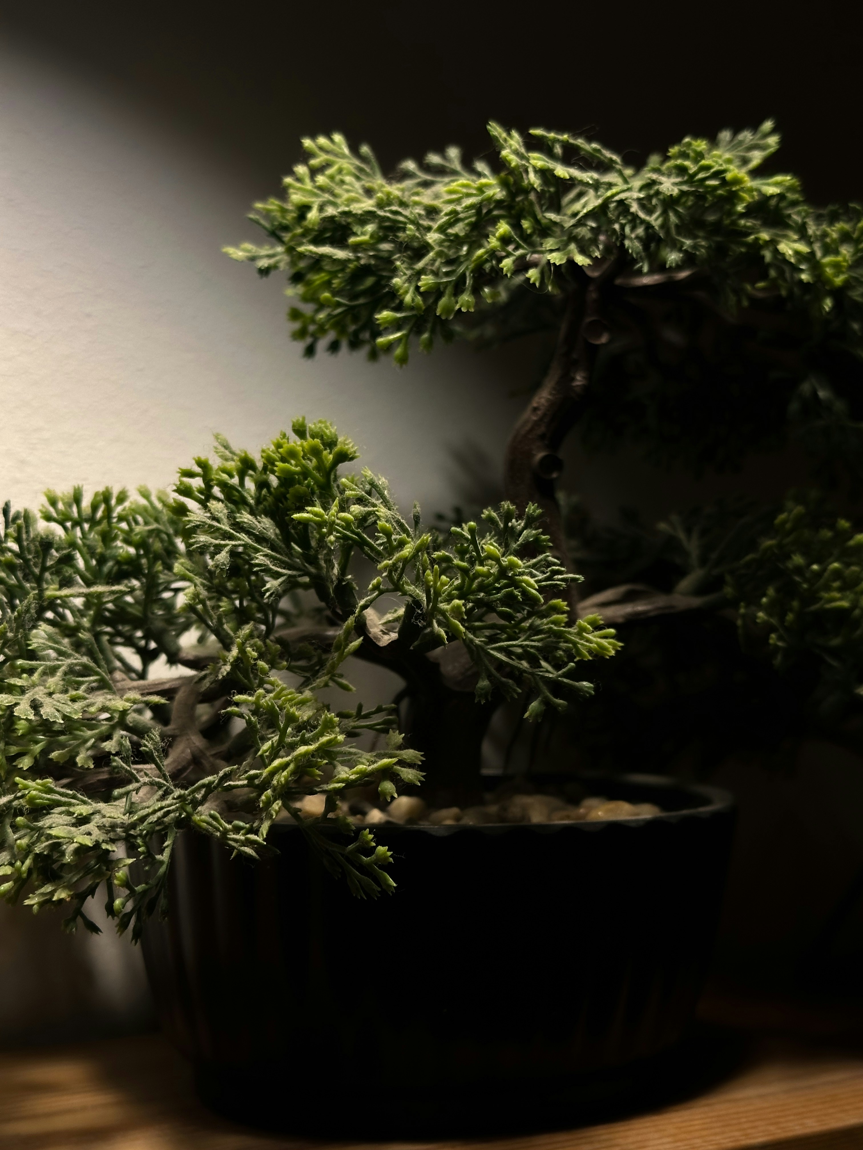 A close-up photograph of the green, dense foliage and dark, gnarled branches of a bonsai tree, likely a Japanese juniper shimpaku or Hinoki cypress. 