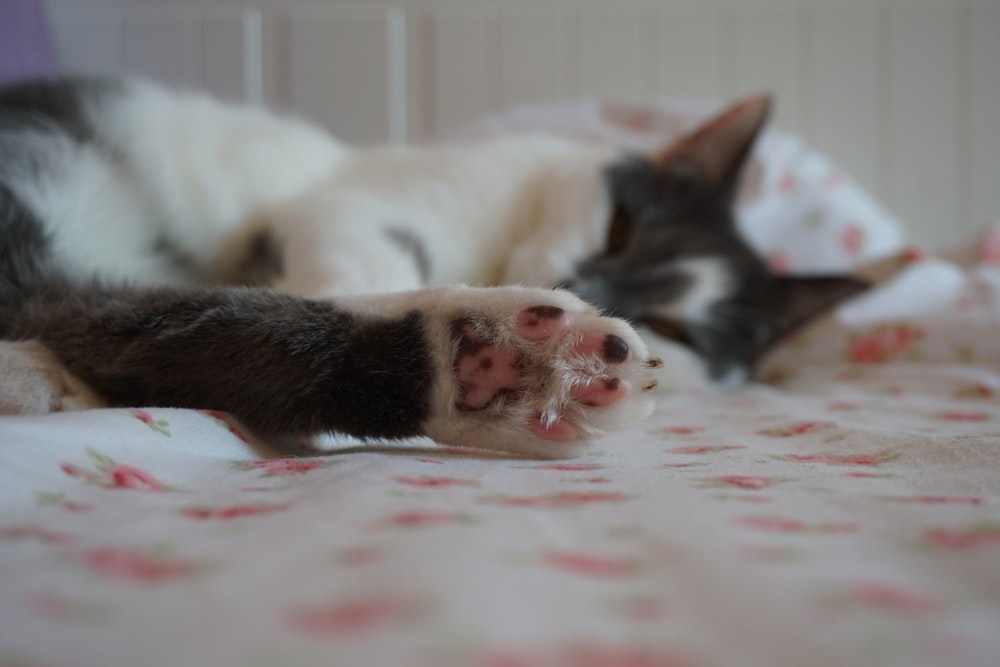 a cat laying on top of a bed next to another cat