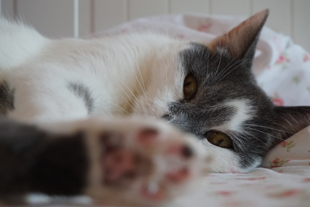 a gray and white cat laying on top of a bed