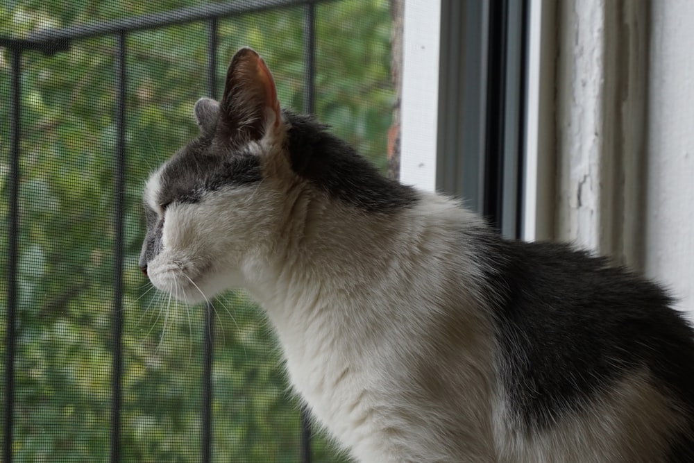 a black and white cat looking out a window